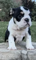 GiGi, a female English Bulldog for sale in Fort Worth, TX – 2 of 8