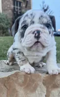 Chloe , a female English Bulldog for sale in Fort Worth, TX – 5 of 10
