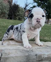 Sophie, a female English Bulldog for sale in Fort Worth, TX – 7 of 8