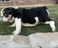 Marley, a male English Bulldog for sale in Fort Worth, TX – 3 of 9
