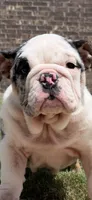 Sophie, a female English Bulldog for sale in Fort Worth, TX – 3 of 8