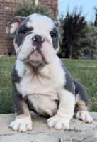 Yoda, a male English Bulldog for sale in Fort Worth, TX – 3 of 10