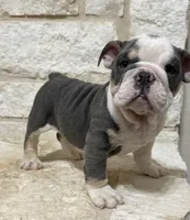 Yoda, a male English Bulldog for sale in Fort Worth, TX – 9 of 10