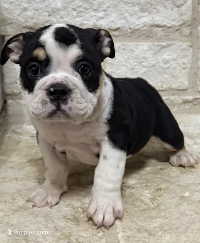GiGi – English Bulldog puppy for sale in Fort Worth, TX