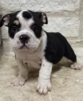 GiGi, a female English Bulldog for sale in Fort Worth, TX – 1 of 8