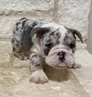 Chloe , a female English Bulldog for sale in Fort Worth, TX – 10 of 10