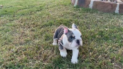 Yoda, a male English Bulldog for sale in Fort Worth, TX – 8 of 10