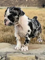 Waffles, a female English Bulldog for sale in Fort Worth, TX – 2 of 6