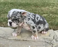 Royalty “Blu Eyes”, a female English Bulldog for sale in Fort Worth, TX – 6 of 10