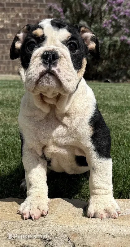 GiGi – English Bulldog puppy for sale in Fort Worth, TX