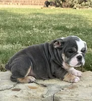 Muffin “Blu Berry “, a female English Bulldog for sale in Fort Worth, TX – 8 of 10