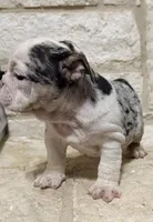 Sophie, a female English Bulldog for sale in Fort Worth, TX – 6 of 8