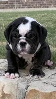 Bear, a male English Bulldog for sale in Fort Worth, TX – 3 of 10