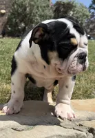 GIGi, a female English Bulldog for sale in Fort Worth, TX – 6 of 8