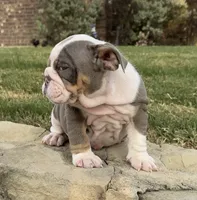 Sweetie , a female English Bulldog for sale in Fort Worth, TX – 3 of 10