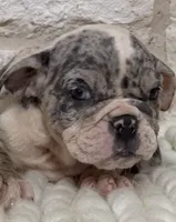 Royalty “Blu Eyes”, a female English Bulldog for sale in Fort Worth, TX – 2 of 10