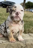 Trixx, a female English Bulldog for sale in Fort Worth, TX – 9 of 10