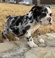 Waffles, a female English Bulldog for sale in Fort Worth, TX – 4 of 6
