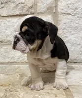 Marley, a male English Bulldog for sale in Fort Worth, TX – 8 of 9