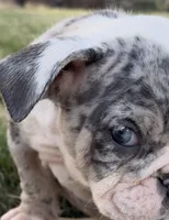 Royalty “Blu Eyes”, a female English Bulldog for sale in Fort Worth, TX – 8 of 10