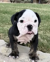 Panda, a male English Bulldog for sale in Fort Worth, TX – 5 of 10