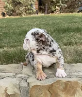 Trixx, a female English Bulldog for sale in Fort Worth, TX – 6 of 10