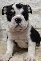 GiGi, a female English Bulldog for sale in Fort Worth, TX – 5 of 8