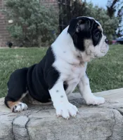 GiGi, a female English Bulldog for sale in Fort Worth, TX – 4 of 8