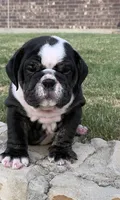 Bear, a male English Bulldog for sale in Fort Worth, TX – 9 of 10