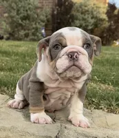 Sweetie , a female English Bulldog for sale in Fort Worth, TX – 2 of 10