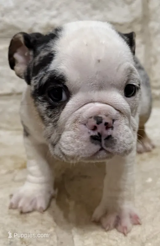 Sophie – English Bulldog puppy for sale in Fort Worth, TX