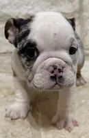 Sophie, a female English Bulldog for sale in Fort Worth, TX – 1 of 8