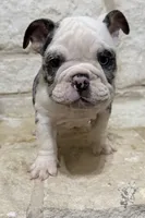 Yoshie , a female English Bulldog for sale in Fort Worth, TX – 1 of 6