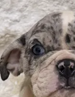 Royalty “Blu Eyes”, a female English Bulldog for sale in Fort Worth, TX – 1 of 10