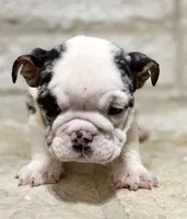 Sophie, a female English Bulldog for sale in Fort Worth, TX – 3 of 8