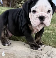 Panda, a male English Bulldog for sale in Fort Worth, TX – 9 of 10