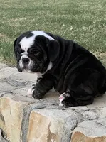 Bear, a male English Bulldog for sale in Fort Worth, TX – 5 of 10