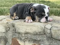 Muffin “Blu Berry “, a female English Bulldog for sale in Fort Worth, TX – 10 of 10