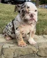 Trixx, a female English Bulldog for sale in Fort Worth, TX – 4 of 10