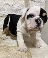 Marley, a male English Bulldog for sale in Fort Worth, TX – 6 of 9