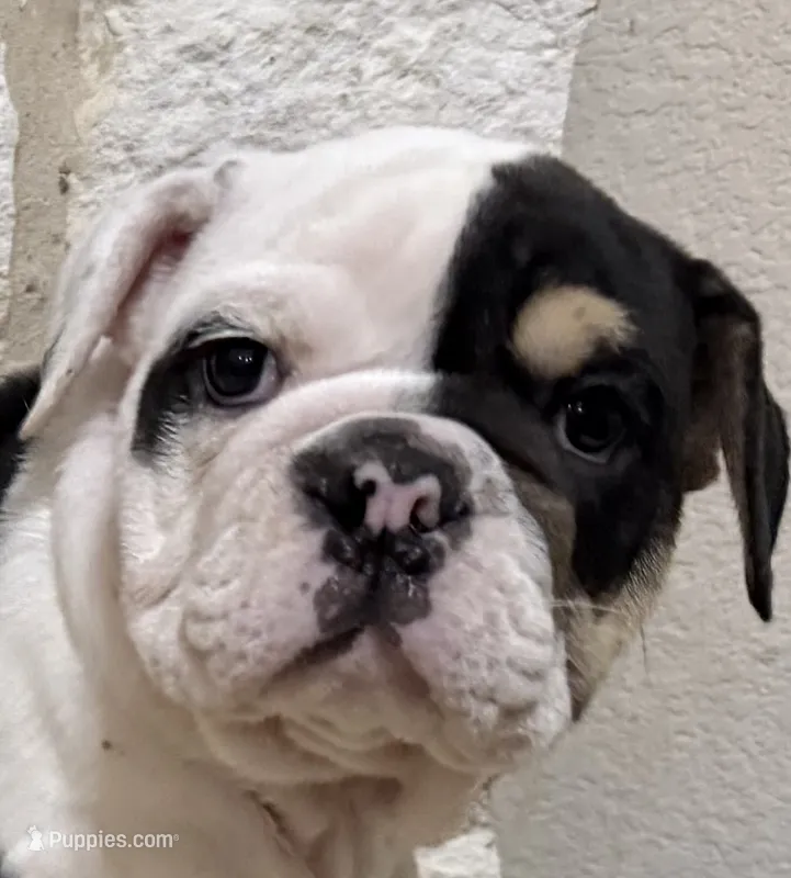 Marley – English Bulldog puppy for sale in Fort Worth, TX