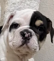 Marley, a male English Bulldog for sale in Fort Worth, TX – 1 of 9