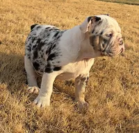 CupCake, a female English Bulldog for sale in Fort Worth, TX – 3 of 5