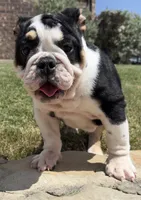 GIGi, a female English Bulldog for sale in Fort Worth, TX – 5 of 8