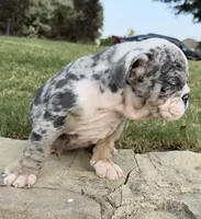 Royalty “Blu Eyes”, a female English Bulldog for sale in Fort Worth, TX – 9 of 10