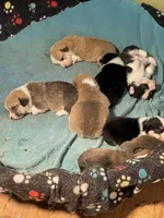 processed/f86d72ff-cd28-4927-98e7-15d4c3e9dd88/facility/23682750-4a0b-4216-a645-9c2e69cb3fb7