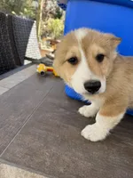 fawn boy, a male Pembroke Welsh Corgi for sale in Summerfield, NC – Photo 5 of 6