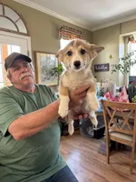 fawn boy, a male Pembroke Welsh Corgi for sale in Summerfield, NC – Photo 6 of 6