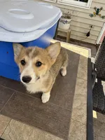 fawn boy, a male Pembroke Welsh Corgi for sale in Summerfield, NC – Photo 3 of 6