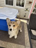 fawn boy, a male Pembroke Welsh Corgi for sale in Summerfield, NC – Photo 2 of 6